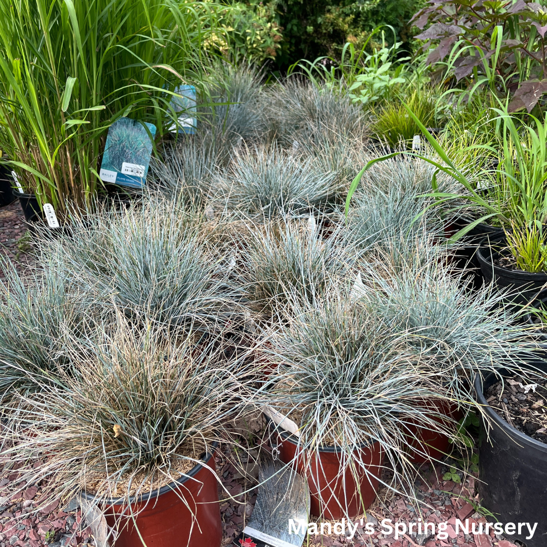 Elijah Blue Fescue Grass | Festuca glauca