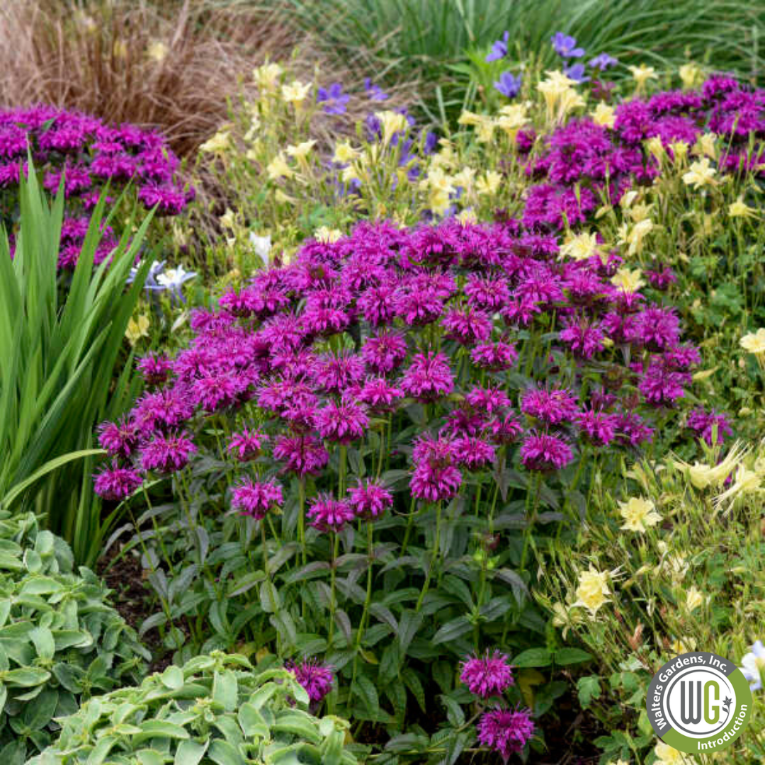 'Electric Neon Purple' Bee Balm | Monarda