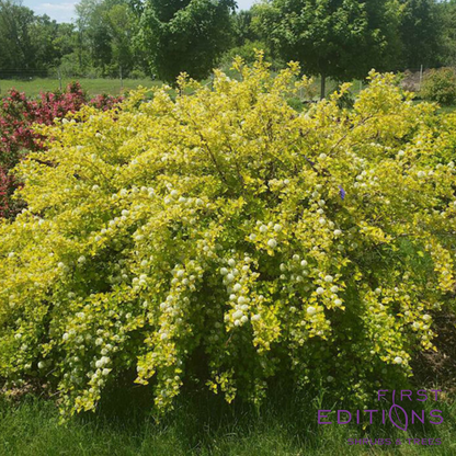 Honeycomb Ninebark | Physocarpus opulifolius 'ZLENora'
