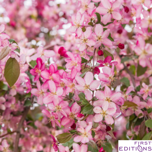 Ruby Tears Weeping Crabapple | Malus 'Bailears'