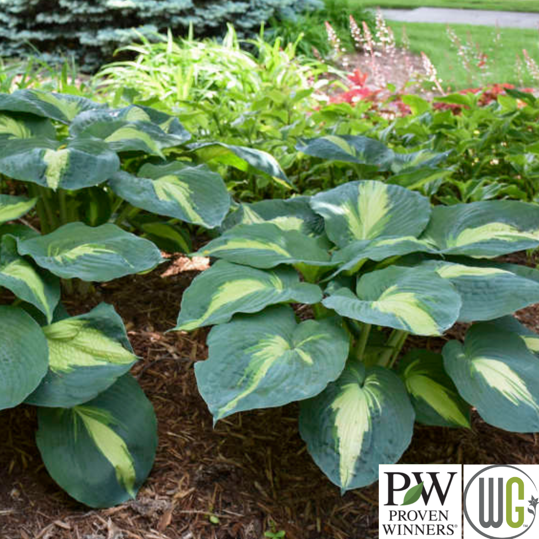 'Hudson Bay' Hosta