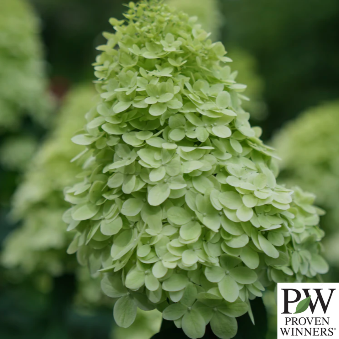 Limelight Prime Hydrangea | Hydrangea paniculata