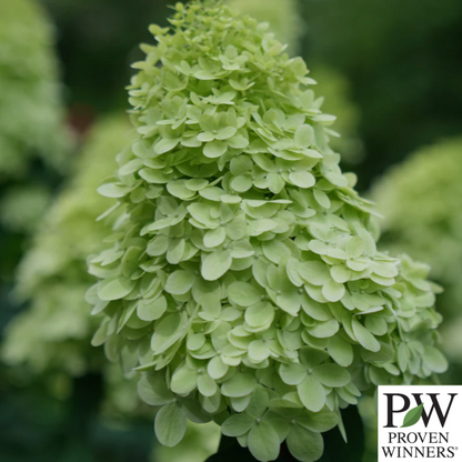Limelight Prime Hydrangea | Hydrangea paniculata