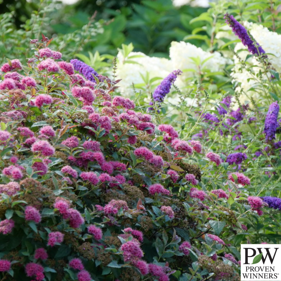 Double Play Doozie® Spirea