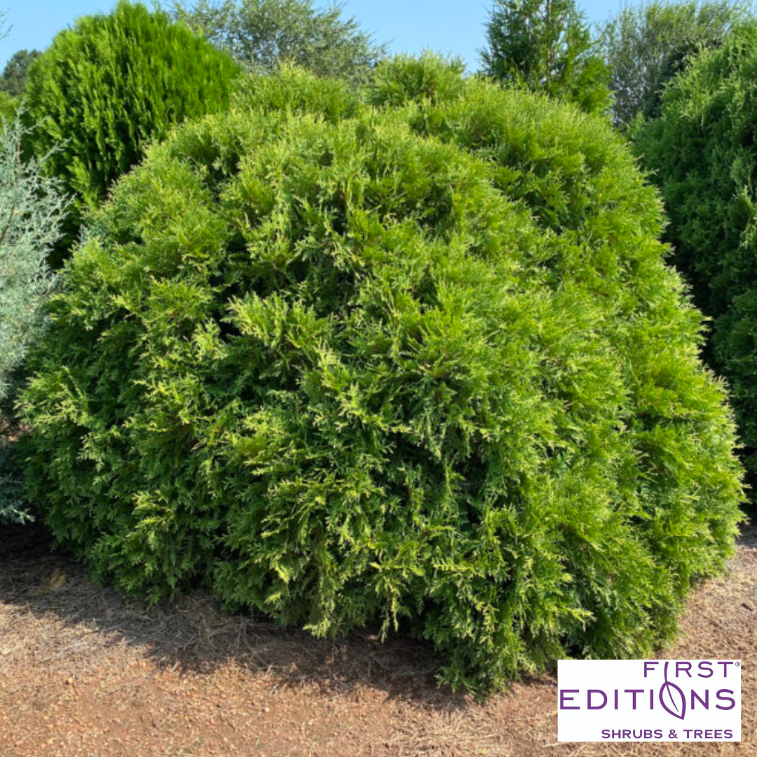 'Planet Earth' Arborvitae | Thuja occidentalis