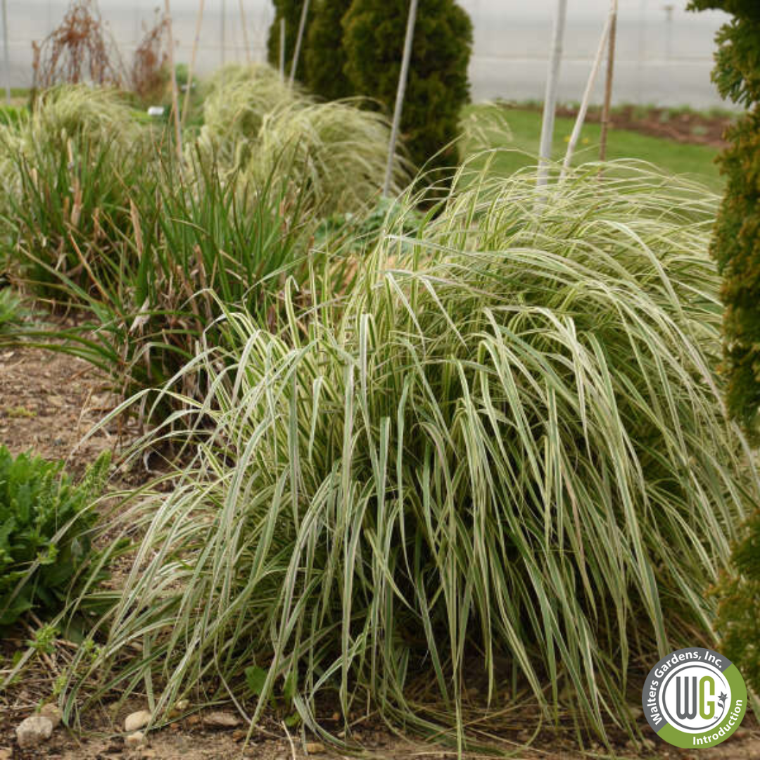 'Hello Spring™' Feather Reed Grass | Calamagrostis acutiflora Hello Spring!™ (Copy)