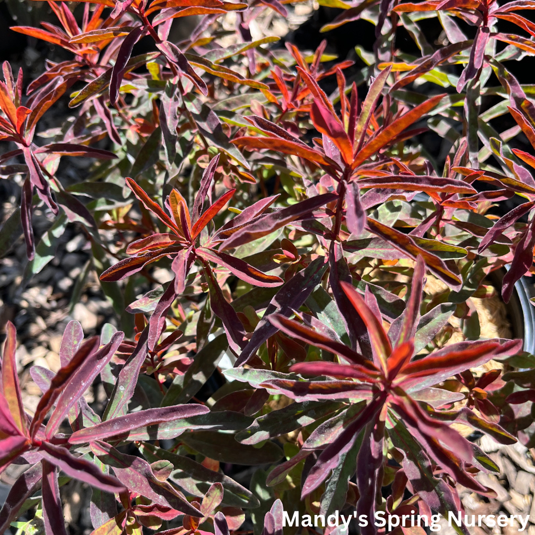 'Bonfire' Cushion Spurge | Euphorbia polychroma 'Bonfire'