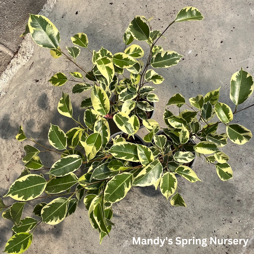 'Samantha' Weeping Fig - Ficus benjamina