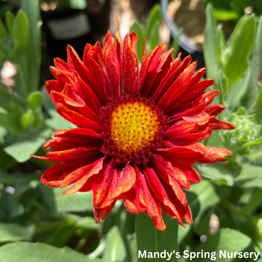 'Arizona Red Shades' Blanket Flower | Gaillardia aristata