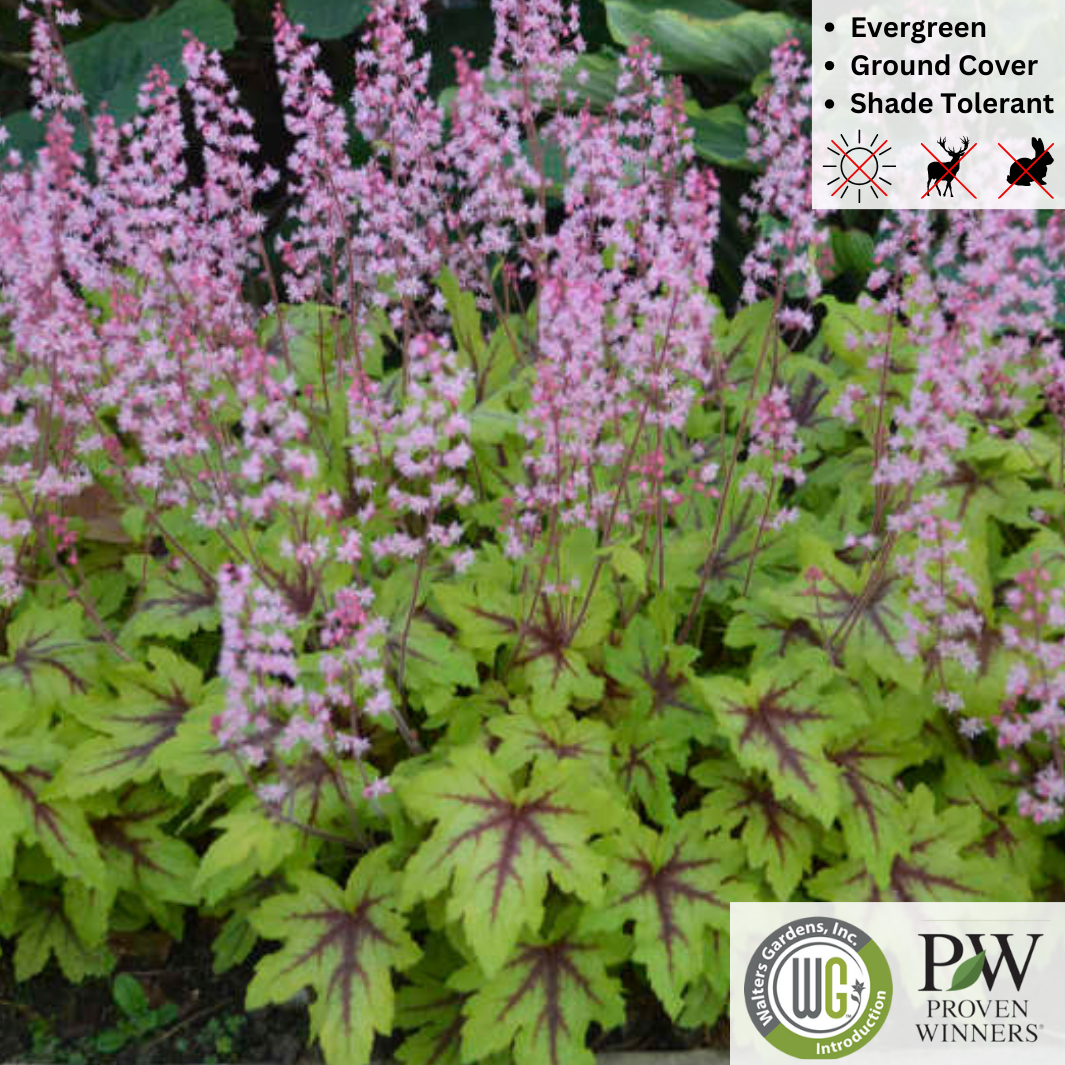 'Eye Spy' Foamy Bells | Heucherella