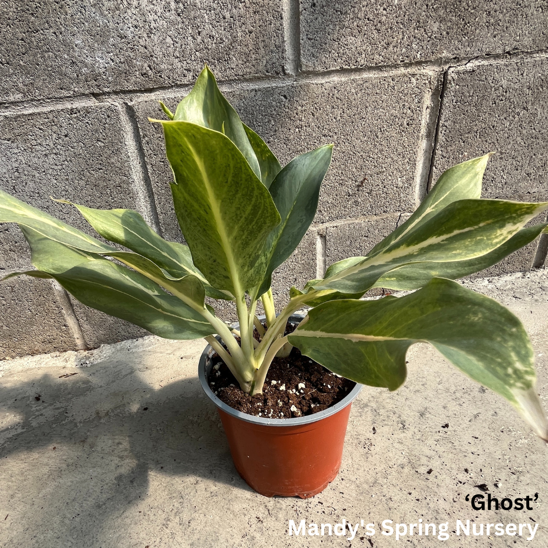 'Lucky Plant' | Aglaonema