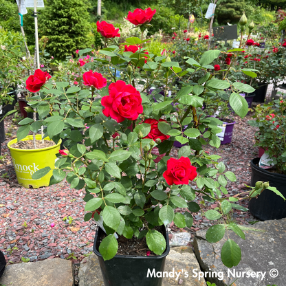 Improved Blaze Climbing Rose