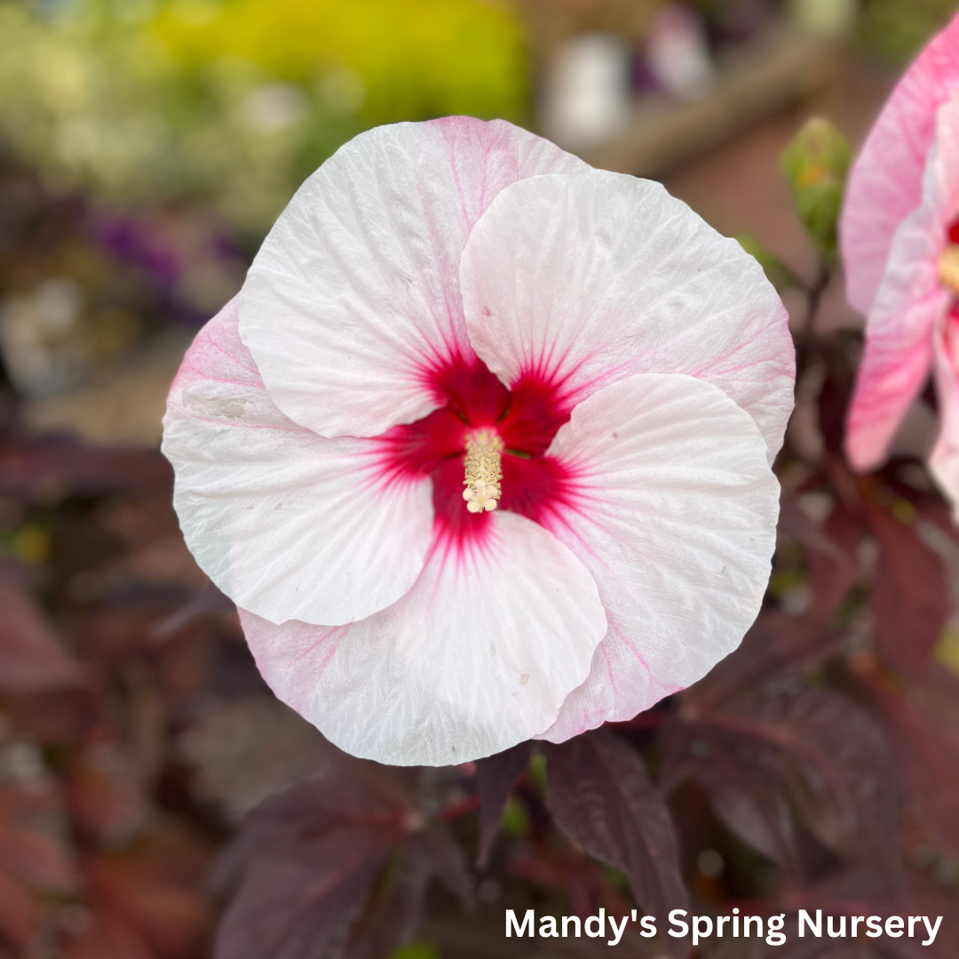 'Perfect Storm' Hibiscus | Rose Mallow