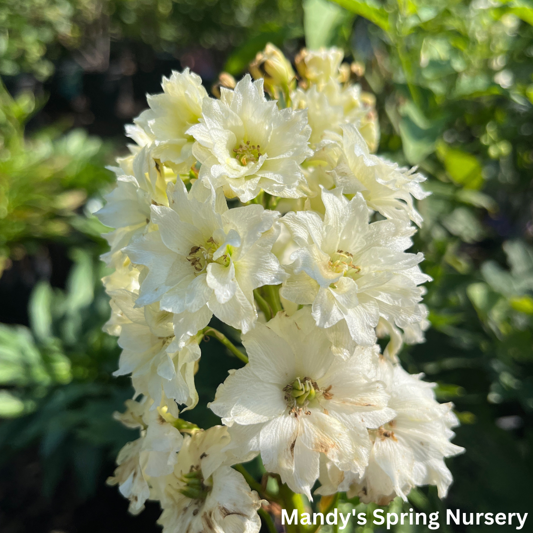 Delphinium New Zealand 'Mini Stars' | Dwarf Hybrid Bee Delphinium