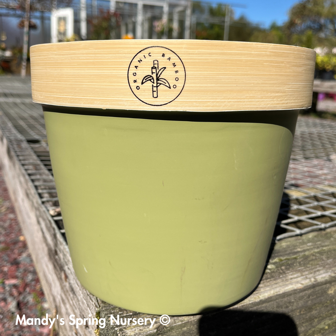 Bamboo Flower Pot