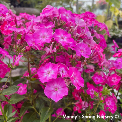 'Volcano Pink with White Eyes' Garden Phlox | Phlox paniculata