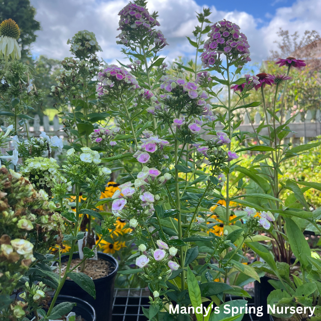 'Orchid Yellow' Tall Garden Phlox