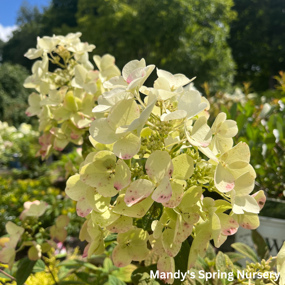 White Diamonds Hydrangea | Hydrangea paniculata