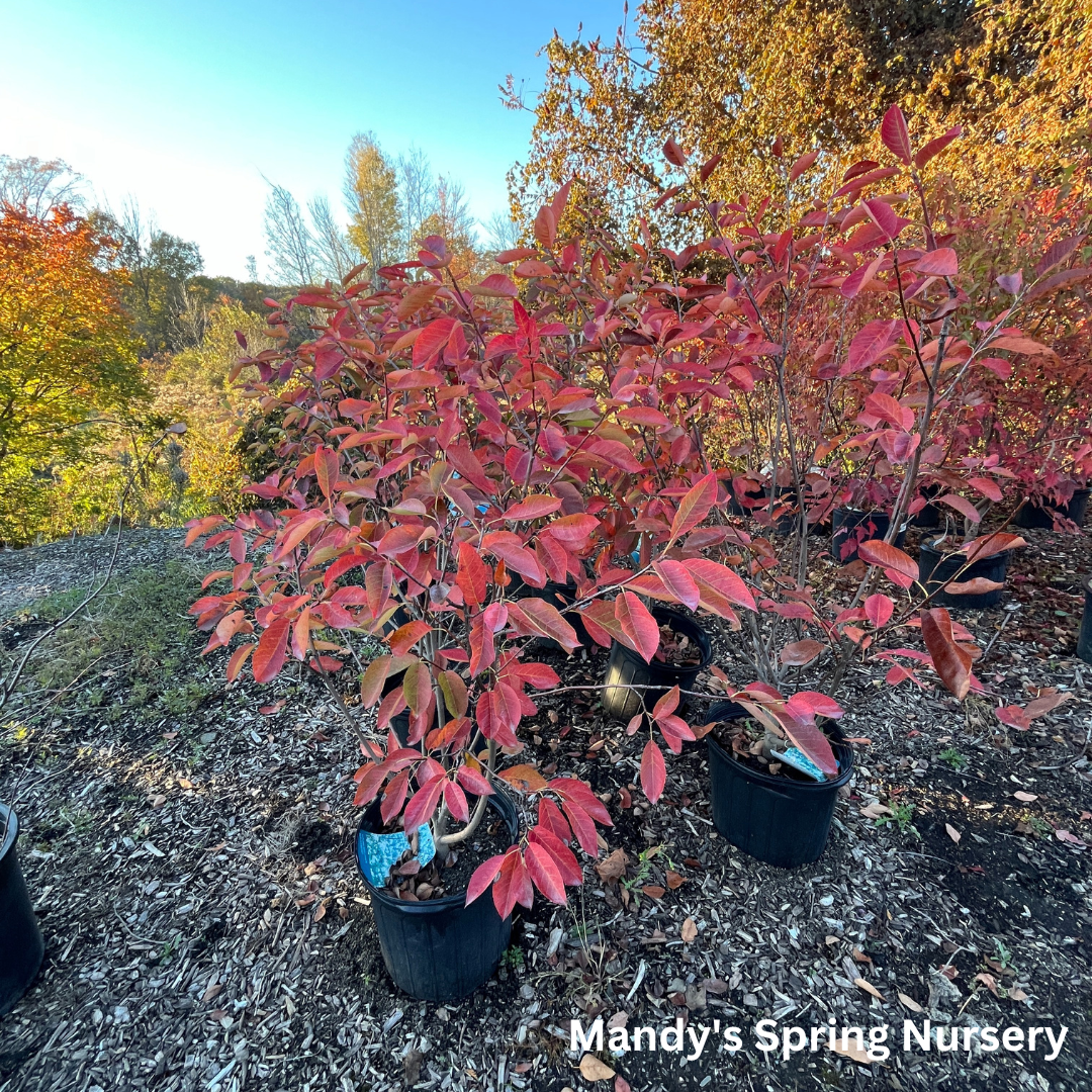 Autumn Brilliance Serviceberry (Shrub-Form) | Amelanchier x grandiflora 'Autumn Brilliance'