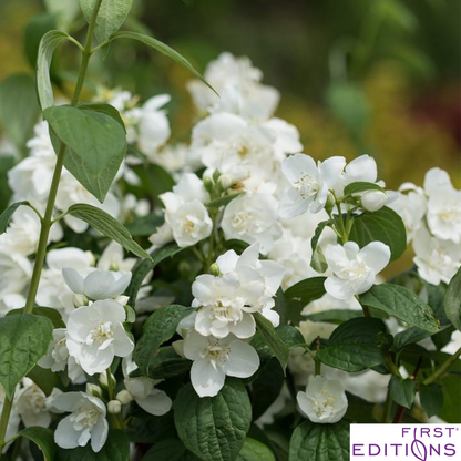 Snow White Mockorange | Philadelphus