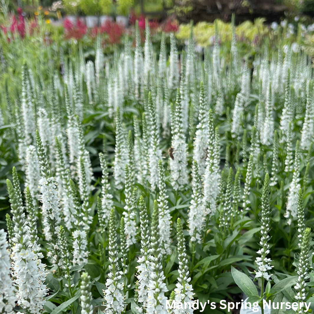 White Wands Spike Speedwell | Veronica 'White Wands'