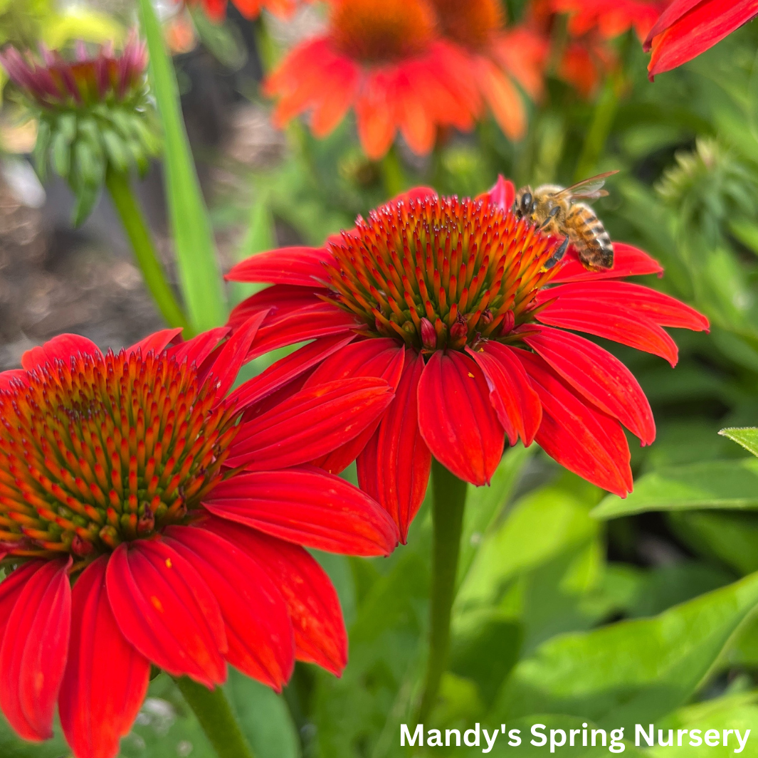 'Sombrero® Fiesta Orange' Coneflower | Echinacea