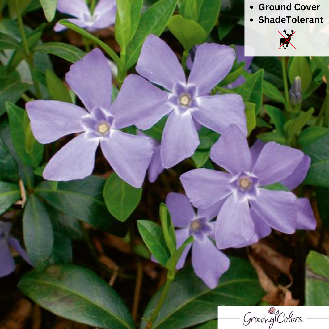 'Bowles' Common Periwinkle | Vinca minor 'Bowles'