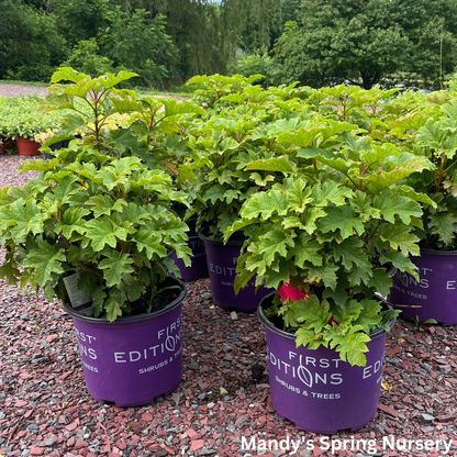 Jetstream Oakleaf Hydrangea | Hydrangea quercifolia