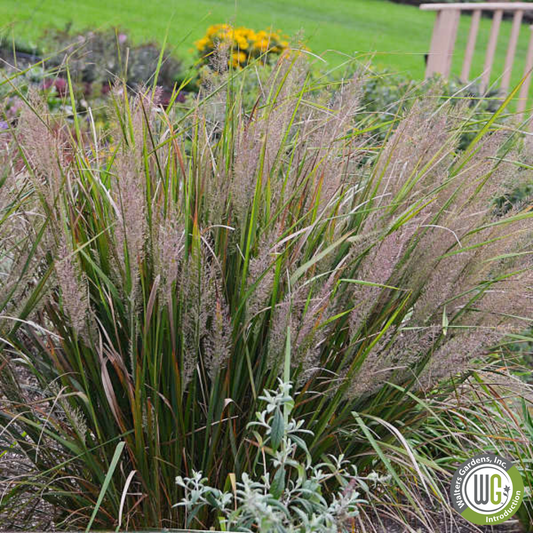 Korean Feather Reed Grass | Calamagrostis brachytricha