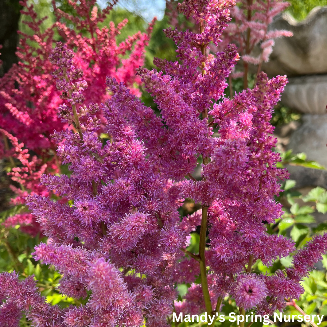 Strawberry Cake Astilbe | Astilbe chinensis