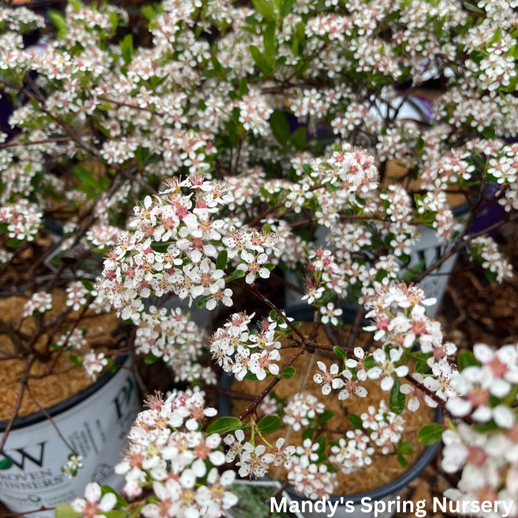 'Ground Hug' Chokeberry | Aronia mel.