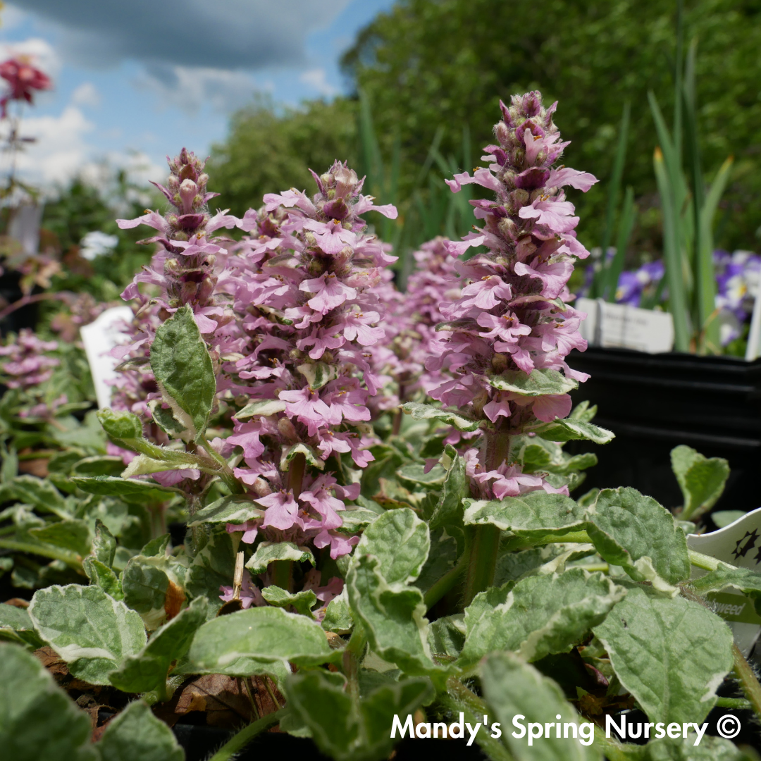 'Pink Lightning' Bugelweed | Ajuga reptans 'Pink Lightning'
