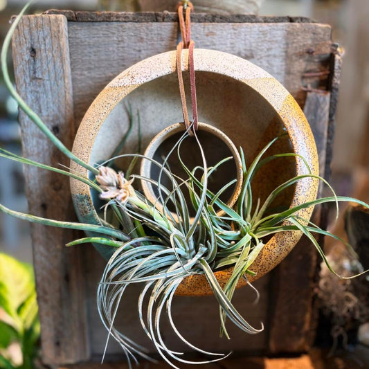 Garden Ring Planter Workshop @ Canopy - Tues July 28 10-11 AM