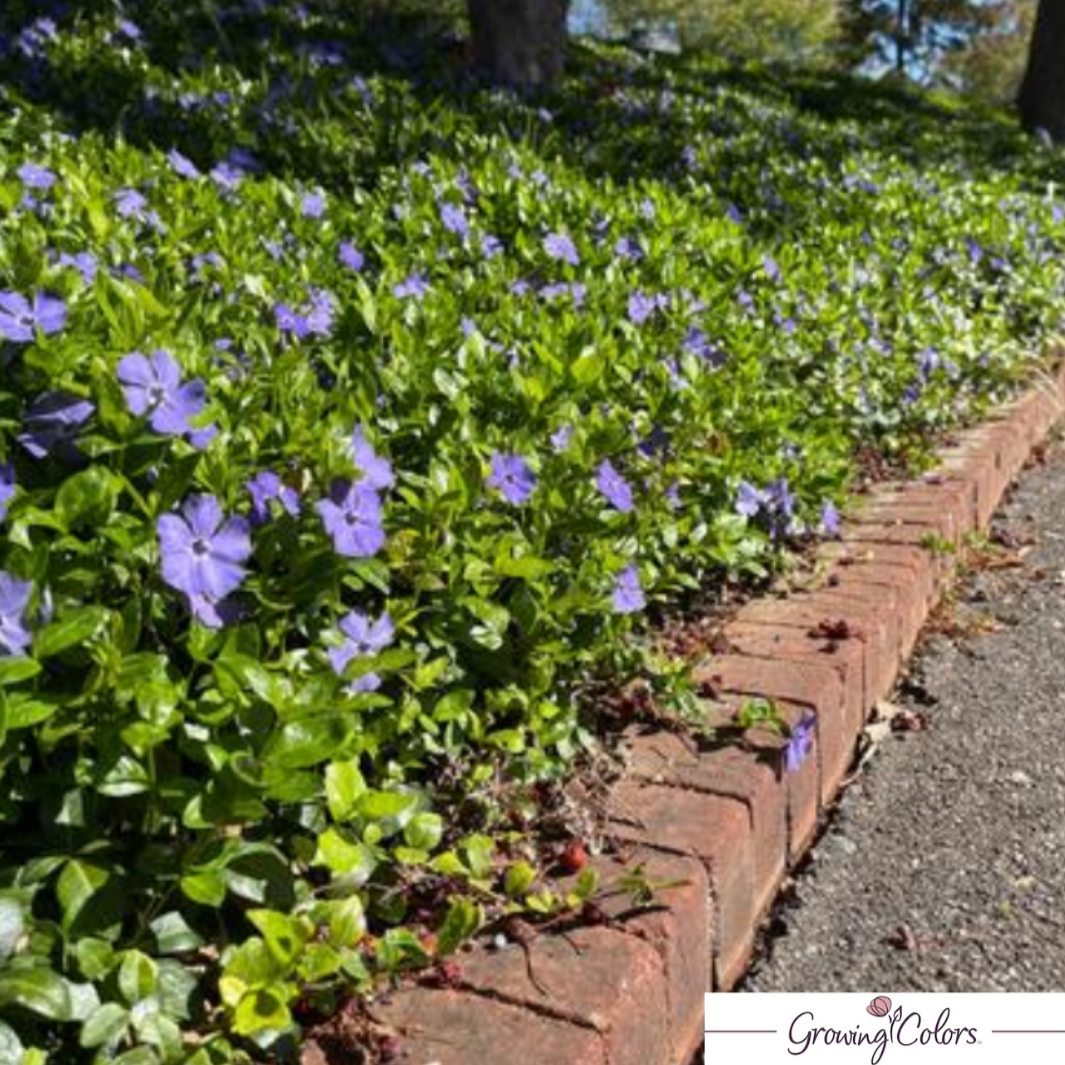 'Bowles' Common Periwinkle | Vinca minor 'Bowles'