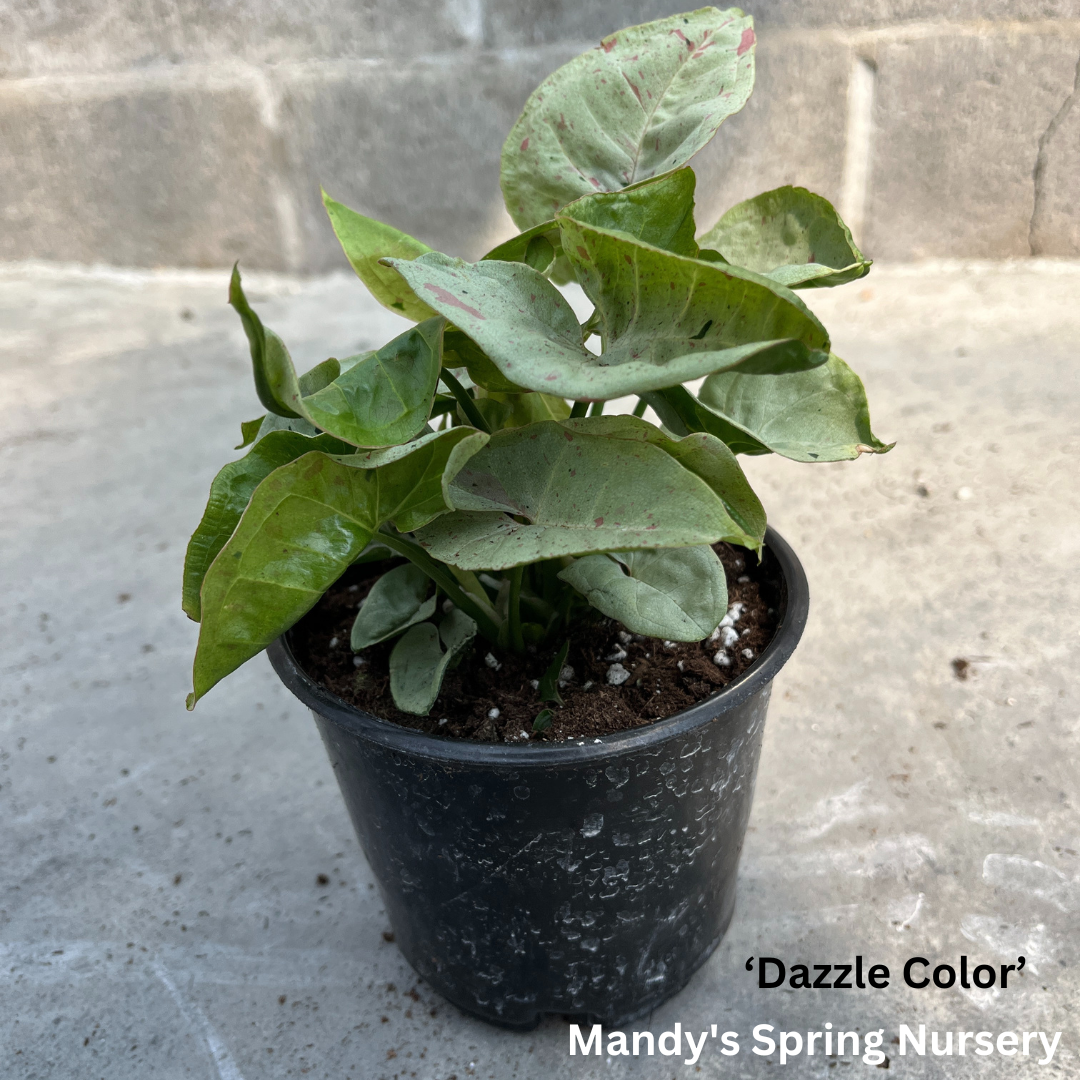 Arrowhead Plant | Syngonium