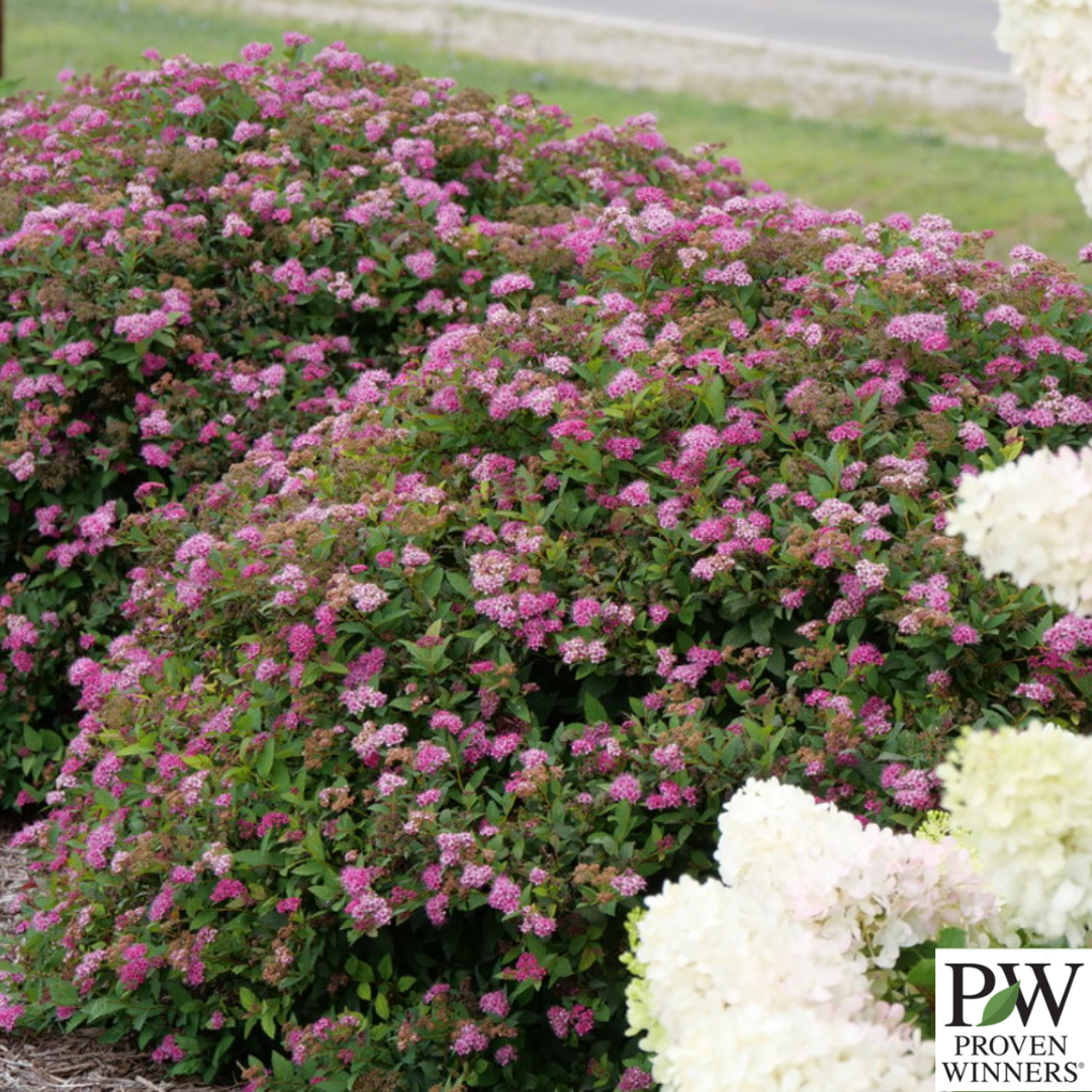 Double Play Doozie® Spirea