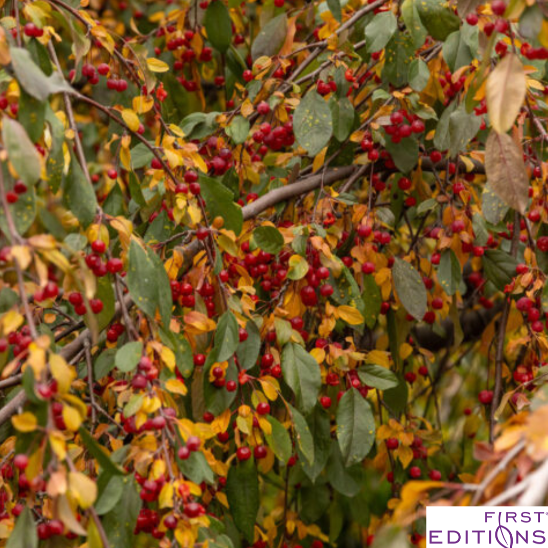 Ruby Tears Weeping Crabapple | Malus 'Bailears'