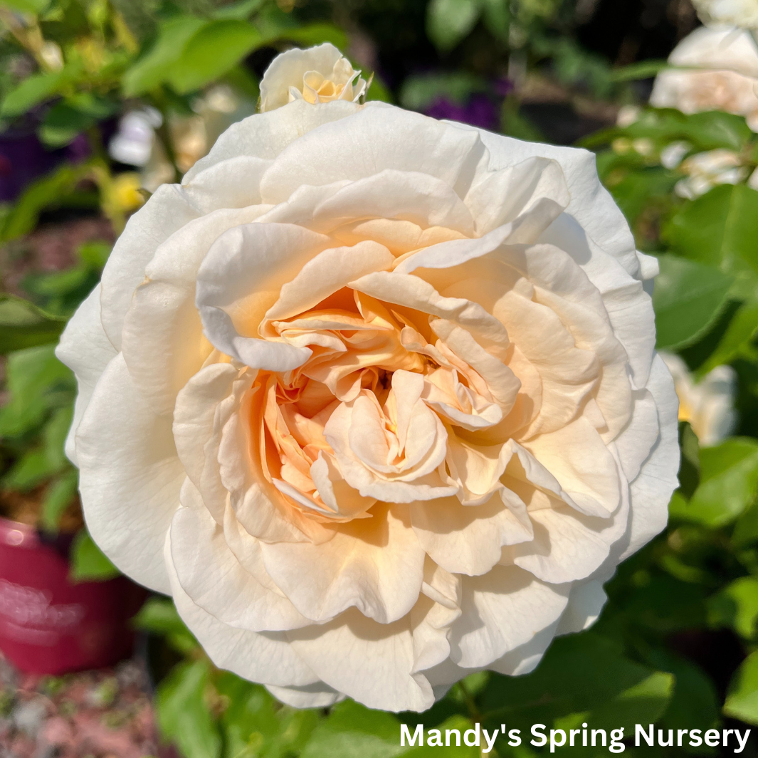 Hella® Climbing Rose