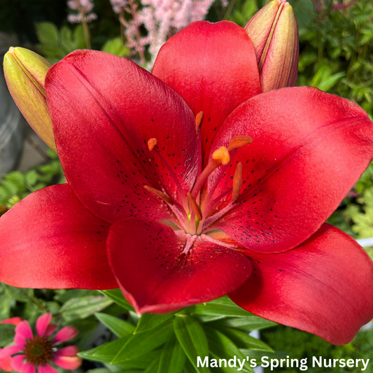 Summer Scarlet®' LA Hybrid Asiatic Lily | longiflorum x asiatic