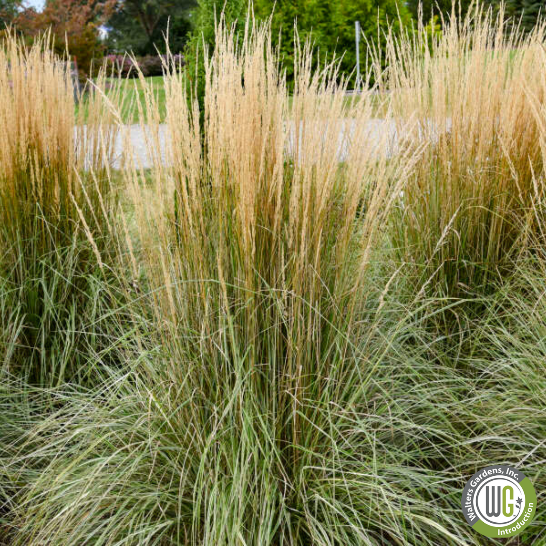 'Hello Spring™' Feather Reed Grass | Calamagrostis acutiflora Hello Spring!™ (Copy)