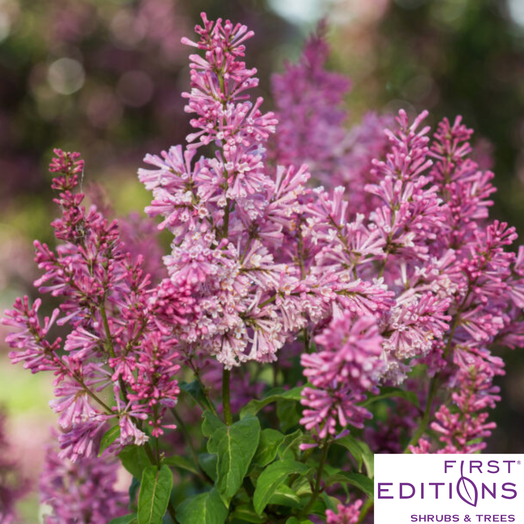 Pinktini™ Lilac | Syringa x prestoniae 'Jeftini'