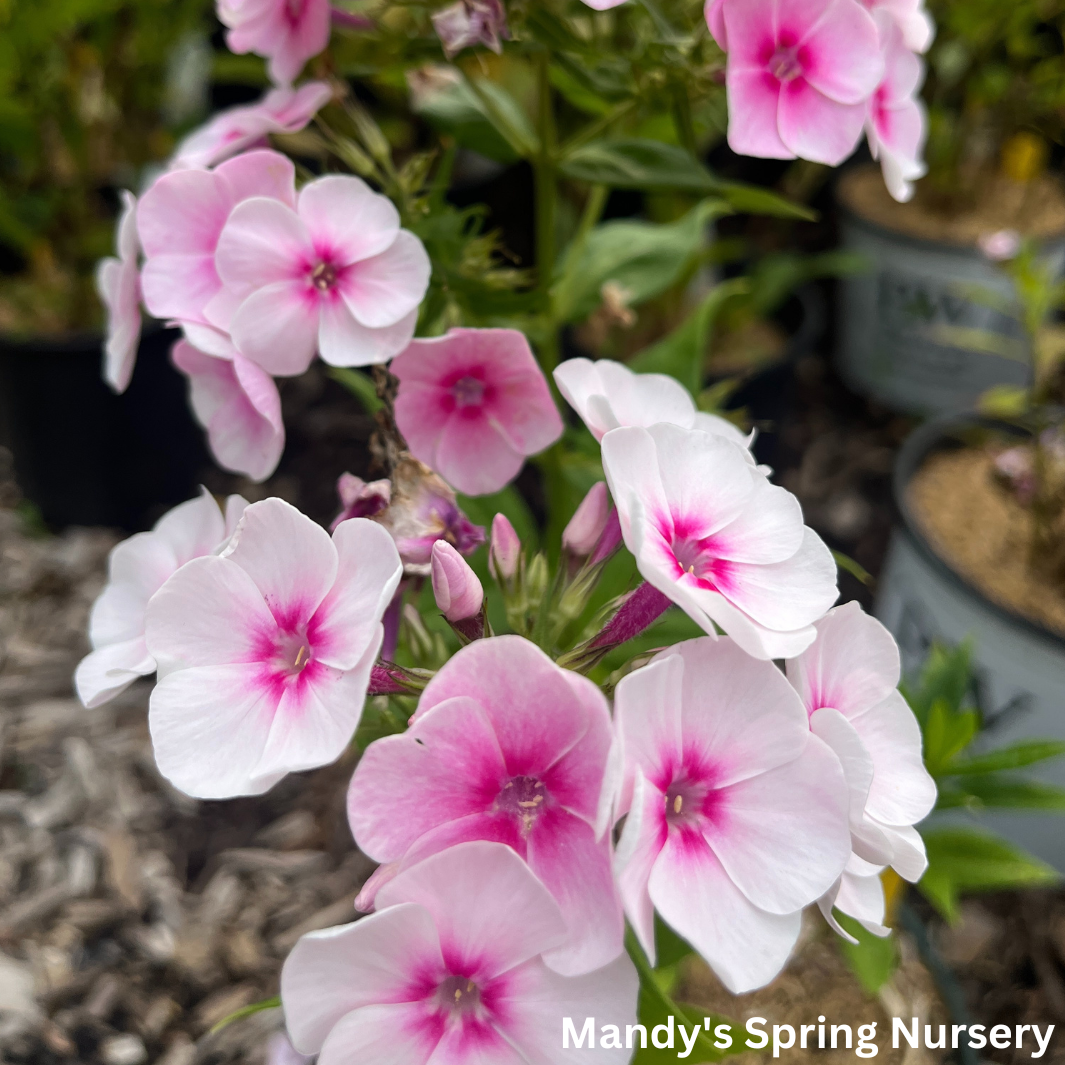 Opalescence Tall Garden Phlox | Phlox paniculata