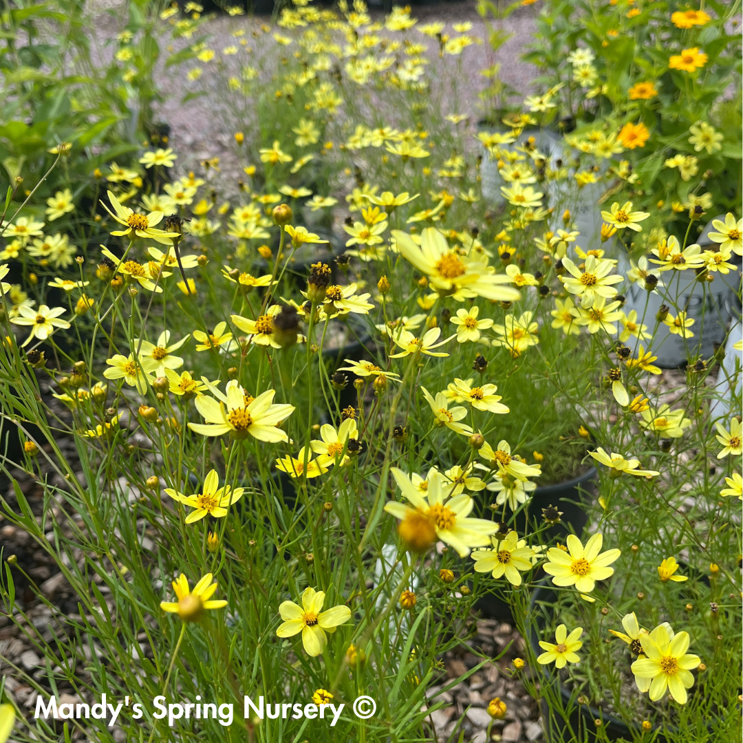 Moonbeam Tickseed | Coreopsis verticillata