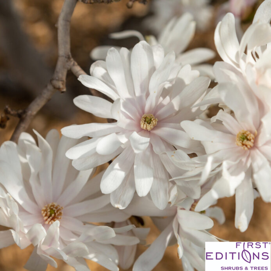 'Centennial Blush' Star Magnolia | Magnolia stellata