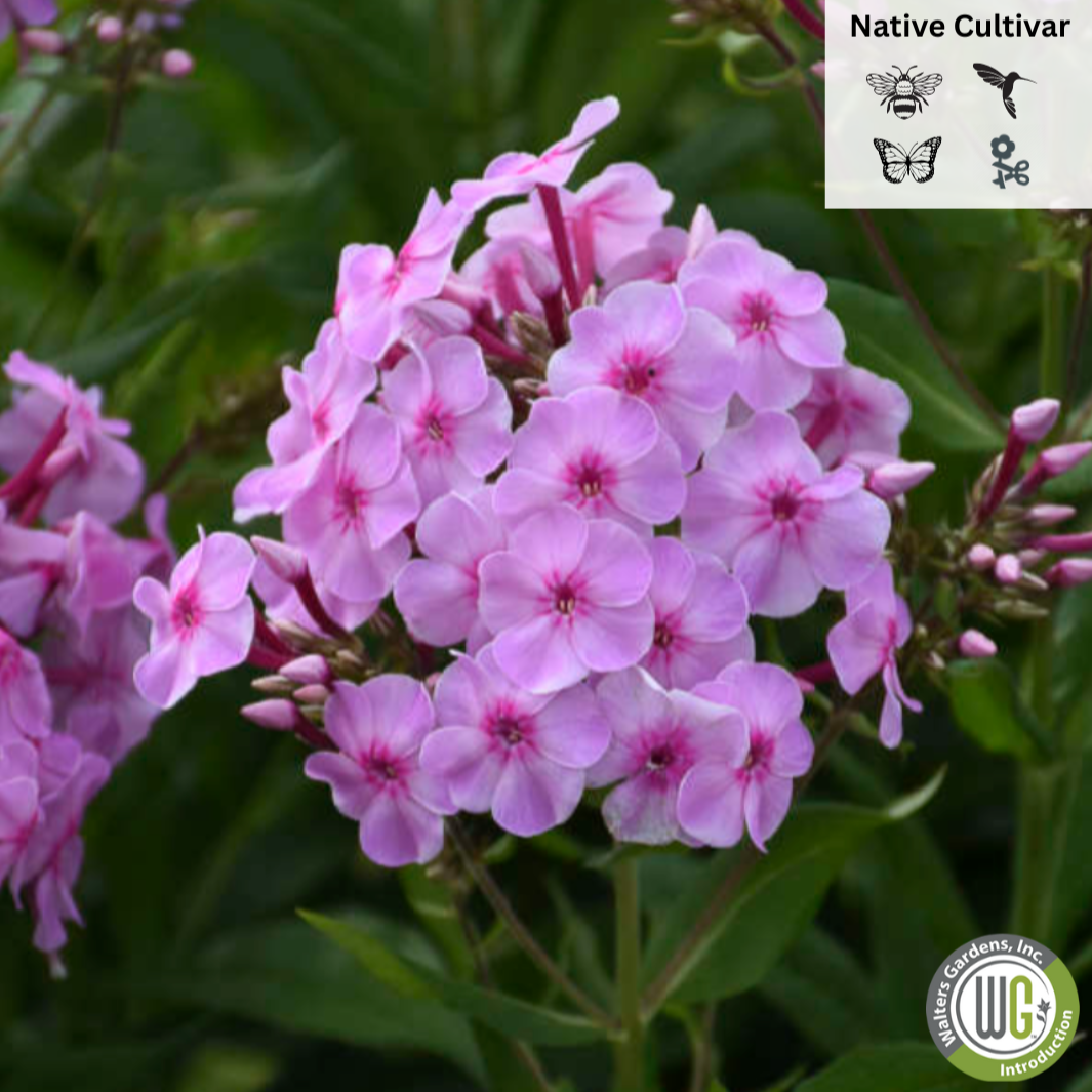 'Uptown Girl' Garden Phlox | Phlox paniculata 'Uptown Girl'