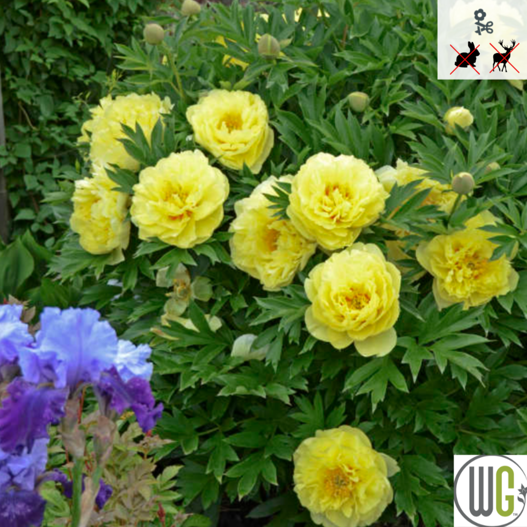 Bartzella Itoh Peony | Paeonia