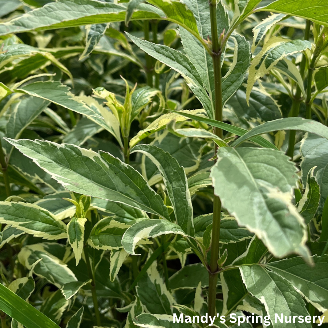 'Pink Frost' Joe Pye Weed | Eupatorium