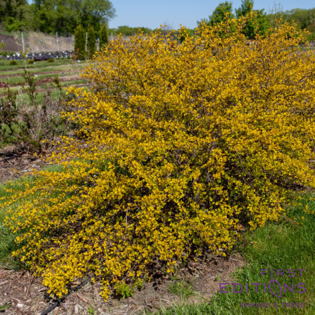 Honeycomb Ninebark | Physocarpus opulifolius 'ZLENora'