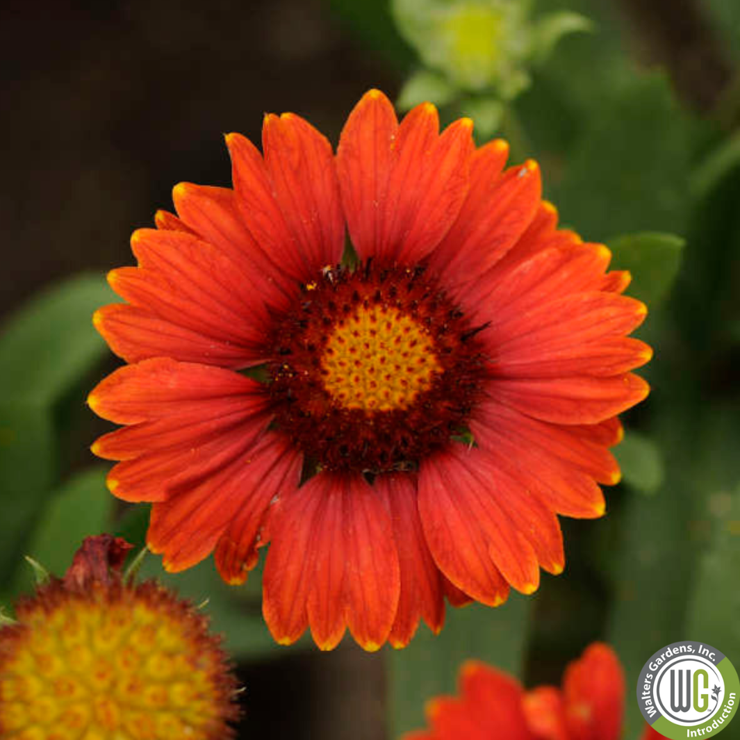 'Arizona Red Shades' Blanket Flower | Gaillardia aristata