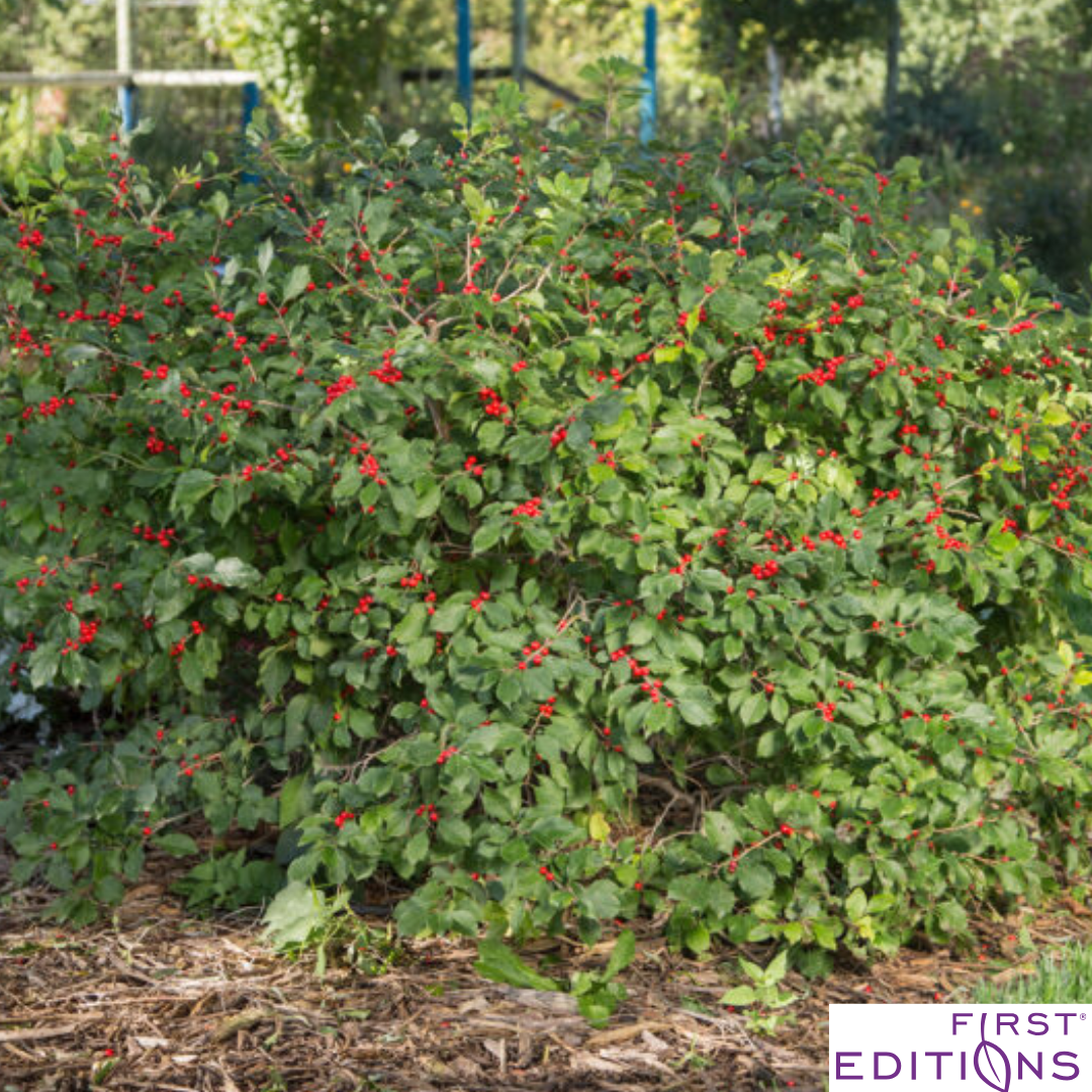 Wildfire™ Winterberry | Ilex verticillata